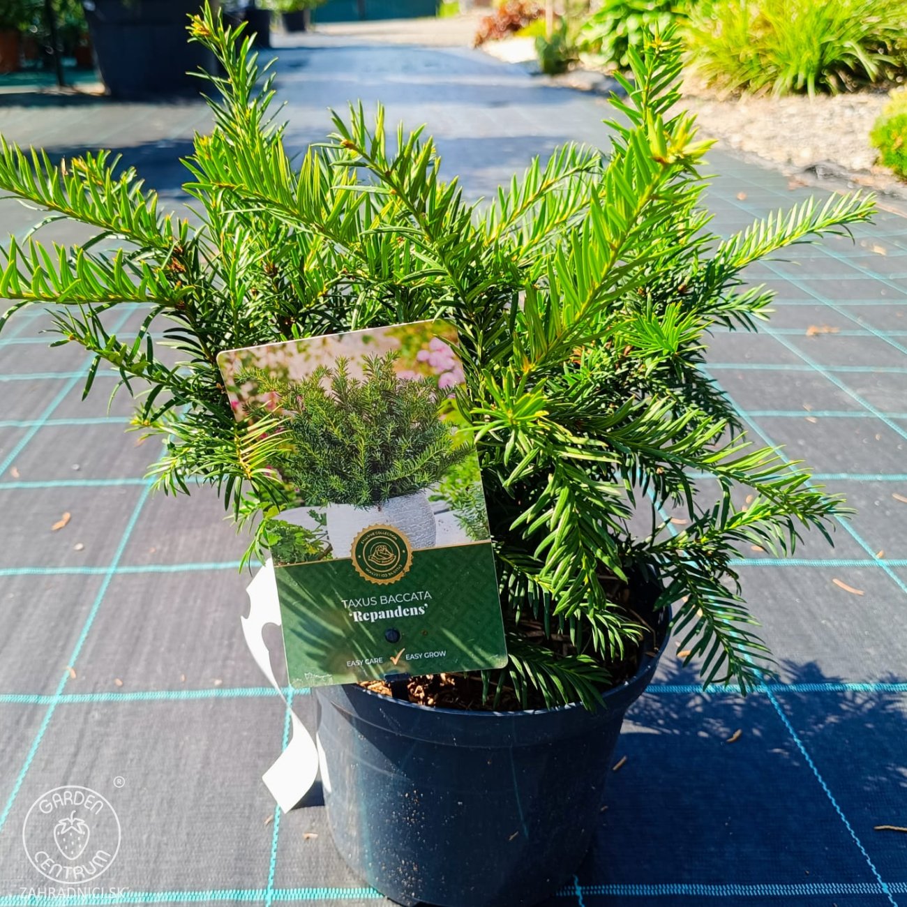 Obrázok Tis obyčajný (Taxus baccata ) ‘REPANDENS’ – výška 20-40 cm, kont. C3L